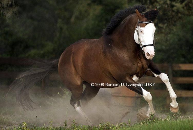 Reply - Splashed White Thoroughbred Stallion With Blue Eyes